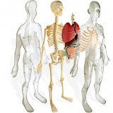EL CUERPO HUMANO