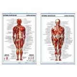 LAMINA SECUNDARIA SISTEMA MUSCULAR ANTERIOR/POSTER