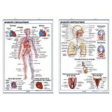 LAMINA SECUNDARIA APARATO CIRCULATORIO/RESPIRATORI