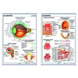 LAMINA SECUNDARIA LOS SENTIDOS(LA VISTA)/DIENTES