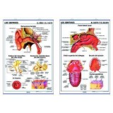 LAMINA SECUNDARIA OIDO Y TACTO/GUSTO Y OLFATO