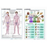 LAMINA SECUNDARIA LA NUTRICION/EL CUERPO HUMANO