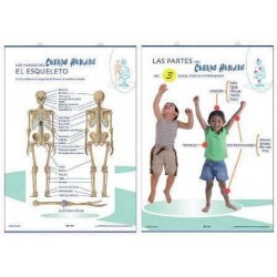 LAMINA PRIMARIA ESQUELETO/PARTES DEL CUERPO HUMANO