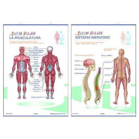 LAMINA PRIMARIA LA MUSCULATURA/SISTEMA NERVIOSO