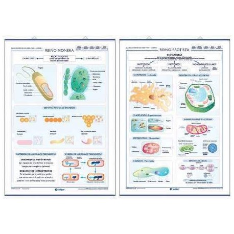 LAMINA REINO MÓNERA/REINO PROTISTA EDIGOL