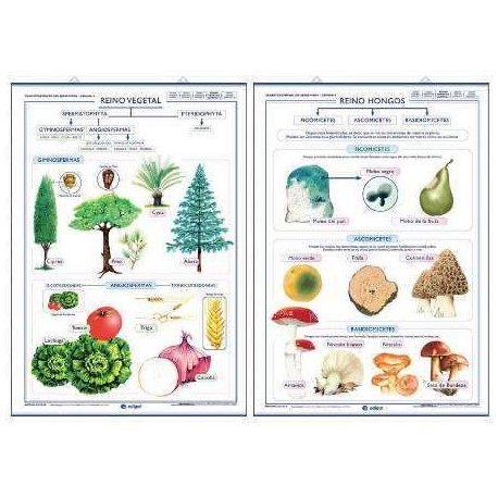 Alimentacion reino vegetal